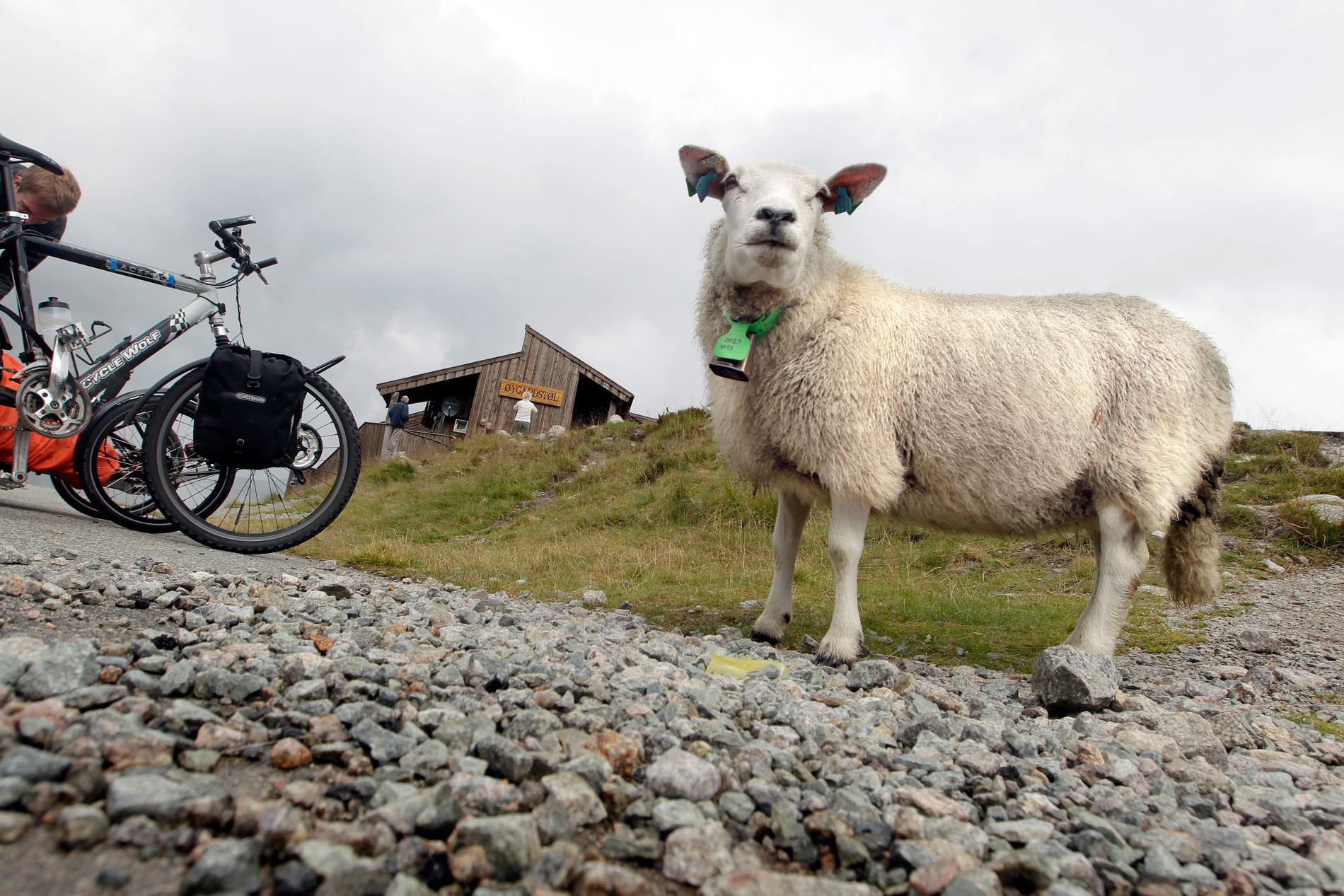 Slaktet Sauer Utendors